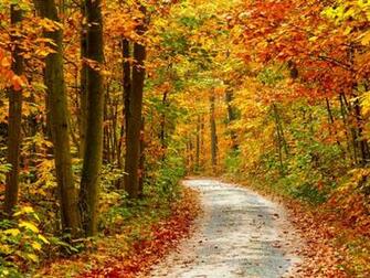 Autumn Forest Landscape This Is Available X