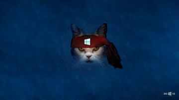 Windows Wallpaper Angry Ninja Cat By Zhalovejun
