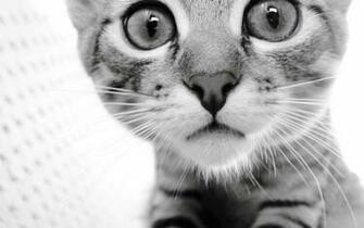 Windows Cats Wallpaper Cat