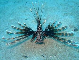 Scuba Diving Wallpaper High Resolution