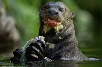 The Most Badass Picture Of An Otter I Ve Ever Seen Pikdit