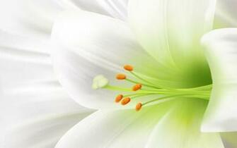 Easter Flower Wallpaper And Image Pictures Photos