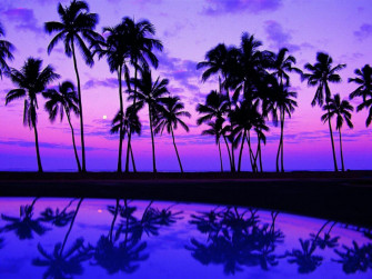 Purple Tree Wallpaper