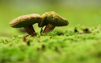 Infected Mushroom Wallpaper The HD