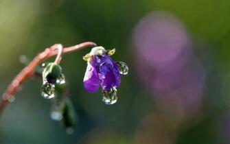 Water Drops On Purple Flower Widescreen HD Wallpaper
