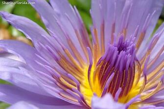 Purple Lilly Pad Flower Wallpaper