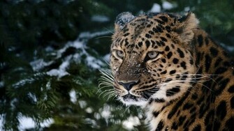 Snow Leopard Wallpaper Background HD Desktop