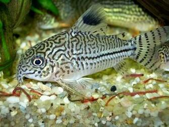 Freshwater Fish Wallpaper HD In Animals Imageci