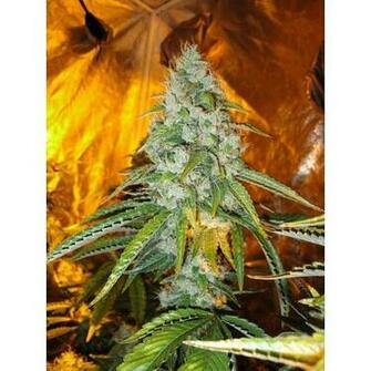 Sour Diesel Regular Cannabis Seeds HD Walls Find Wallpaper