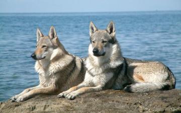 Wolfdog HD Wallpaper And Background