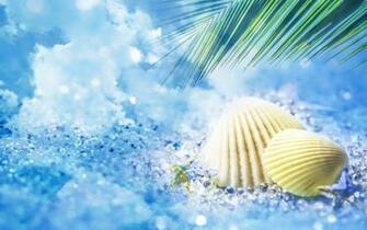Beach Dream Sea Shells Widescreen Wallpaper Wide Net