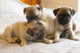 Pug Carlino Cachorros HD Wallpaper Pics All About