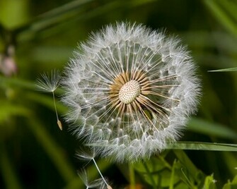 Wallpaper Flowers Dandelion Clock Seeds This