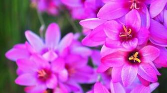 Modern Pink Flowers The Wallpaper HD