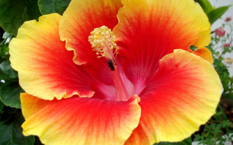 Hibiscus Flowers Wallpaper