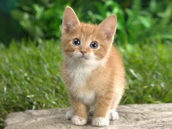 Cute Cat Wallpaper Scisocscisoc