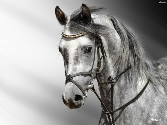 White Horses Wallpaper