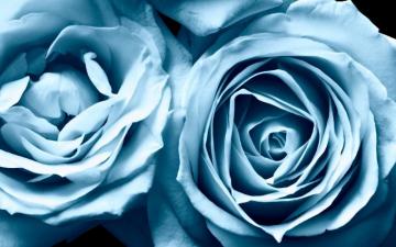 Blue Roses Widescreen Light Rose Wallpaper