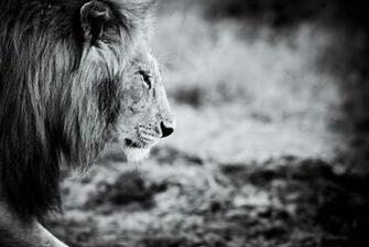 Animals Black And White Animal Lion Wallpaper Background