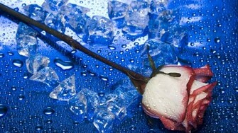 Fbistan Romantic Desktop Wallpaper Red White Rose HD