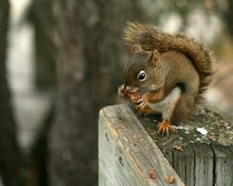 Artist Photographer Striker Tags Squirrel Pics Red Squirrels Can Be