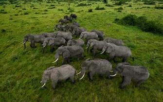 Amazing Herd Wallpaper