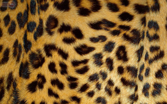 Animal Print Desktop Background Wallpaper