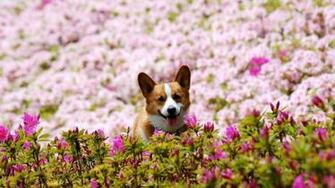 Corgi Wallpaper