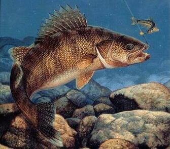 Walleye Wallpaper