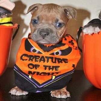 Pin Funny Picture Pitbull