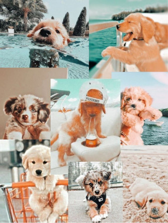 Happpiyyyy Doggos On Pins By You In Cute Dog