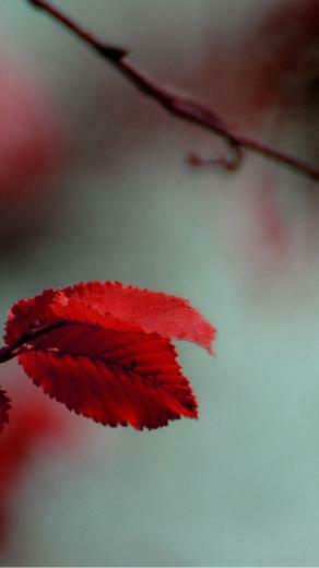 Beautiful Nature iPhone Wallpaper Cool