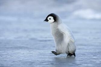 Cute Penguin Image Pictures New Full HD Photoshoots