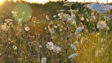 Desktop Wallpaper Summer Meadow Plants Sunlight HD Image