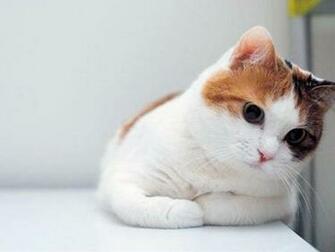 Cute Cat iPad Mini Wallpaper Retina HD