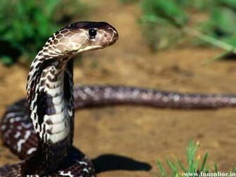 Snake Wallpaper Poisonous Deadly Snakes HD