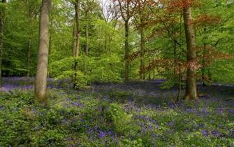 Spring Forest Wallpaper