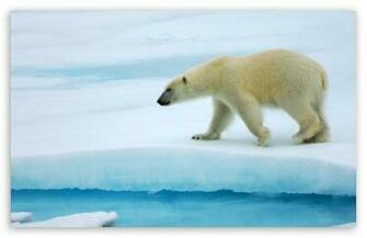 Polar Bear HD Wallpaper For Standard Fullscreen Uxga Xga Svga