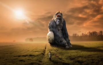 Wallpaper People Dog Monkey Gorilla Image For Desktop Section