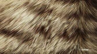 Fur Wallpaper HD Quality