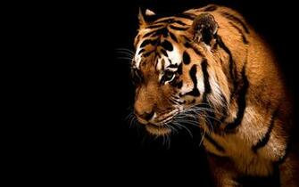 HD Wallpaper Wild Animal Background Desktop Html Sthash 3atwls3w Dpuf