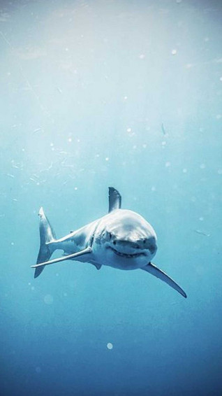 HD Shark Wallpaper iPhone
