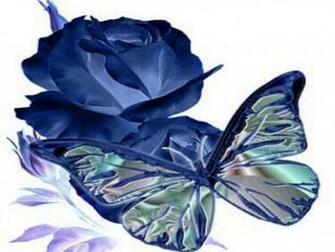 Roses And Butterfly 3d Wallpaper