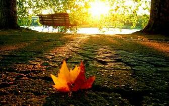 Autumn Leaf HD Desktop Wallpaper