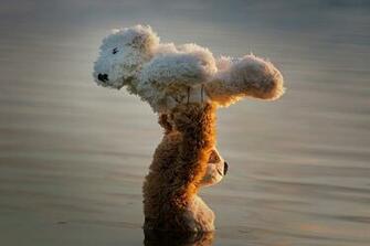 Pictures Dirty Dancing Teddy Bear Water Toys
