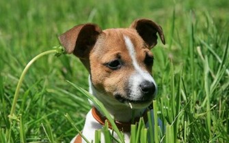 Jack Russel High Quality And Resolution Wallpaper On