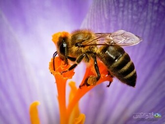 Honey Bee Wallpaper