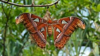 Atlas Moth Wallpaper Barbaras HD