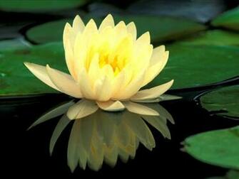 Flower Desktop Wallpaper Lotus Flowers Gele Rozen Green Rose