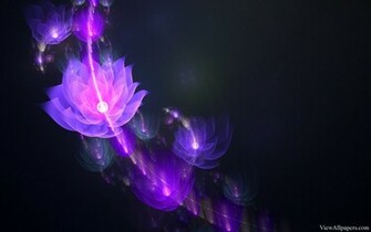 Flower Light On Black Background HD Wallpaper